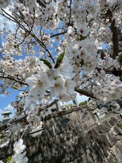 こんにちは。
おとなの学校花園校です🌸
本日は、入学式✨素敵で元気なお客様が新しく仲間になりました！
午後は、お花見🍺ノンアルコールビールで乾杯です🤣🫶
満腹になり、皆様で本妙寺に散策に行きました〜🚶
桜は、満開♡
👩‍🎓気持ちがいい〜
👨‍🎓いい運動です！
学校に戻っておやつ🍵
本日は、お抹茶🍡を立てて頂きました♪
心なしか皆様お上品な感じに…❤️
春を感じた1日でした🥰
#花見
#桜
#おとなの学校花園校
#本妙寺
#抹茶