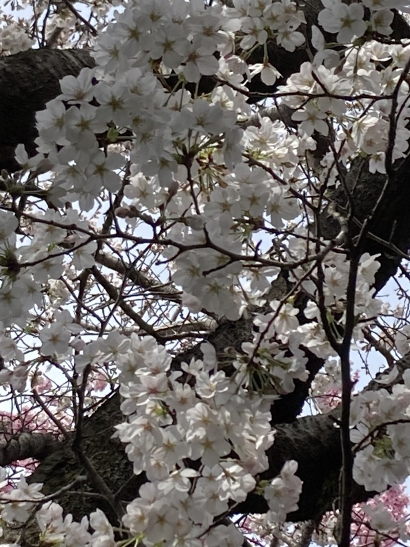 延命庵の桜