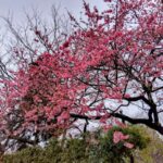 延命庵　緋寒桜