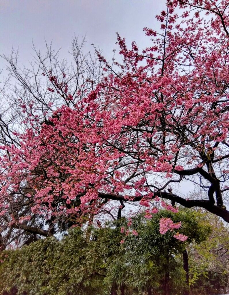 延命庵　緋寒桜