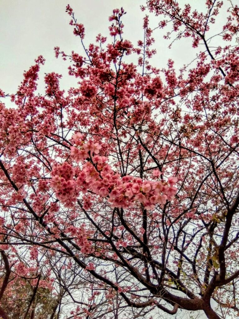 延命庵　緋寒桜