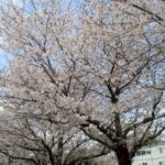 健軍自衛隊の桜