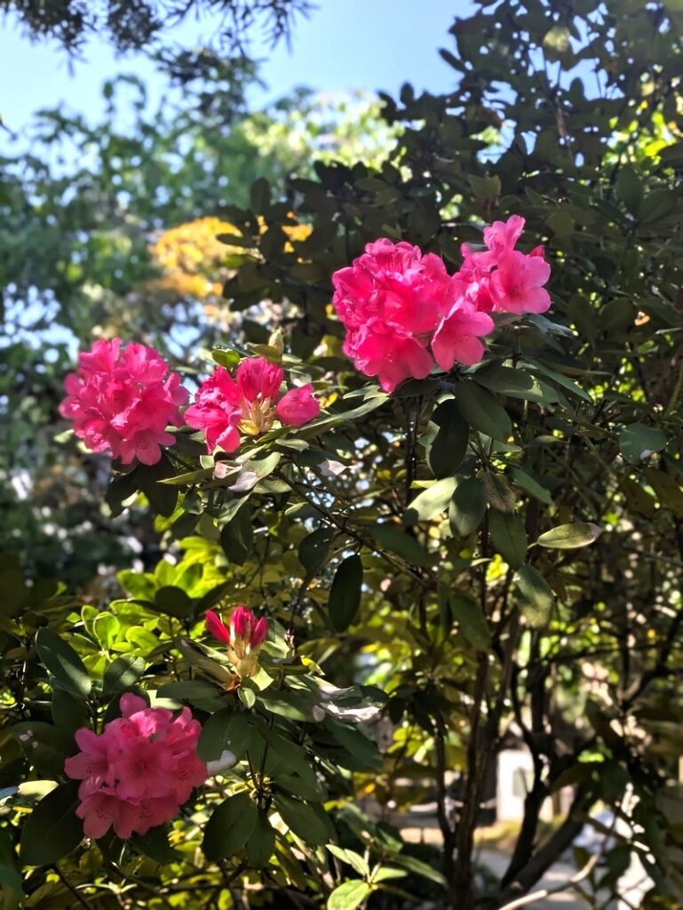 石楠花