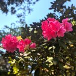 石楠花