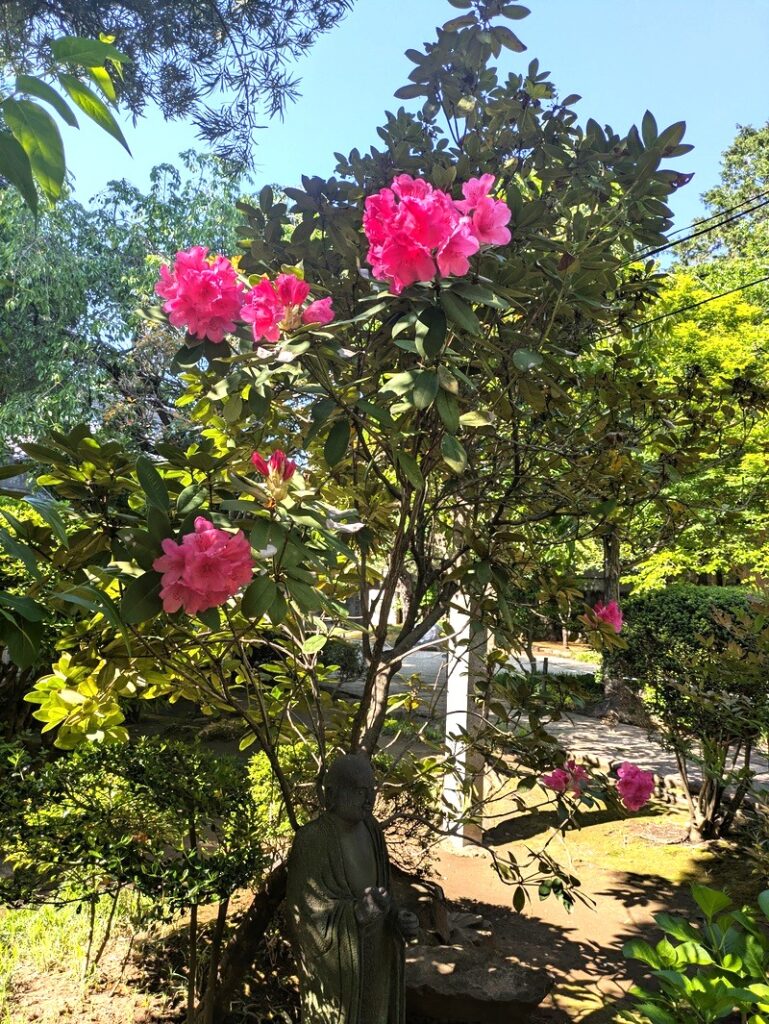 石楠花